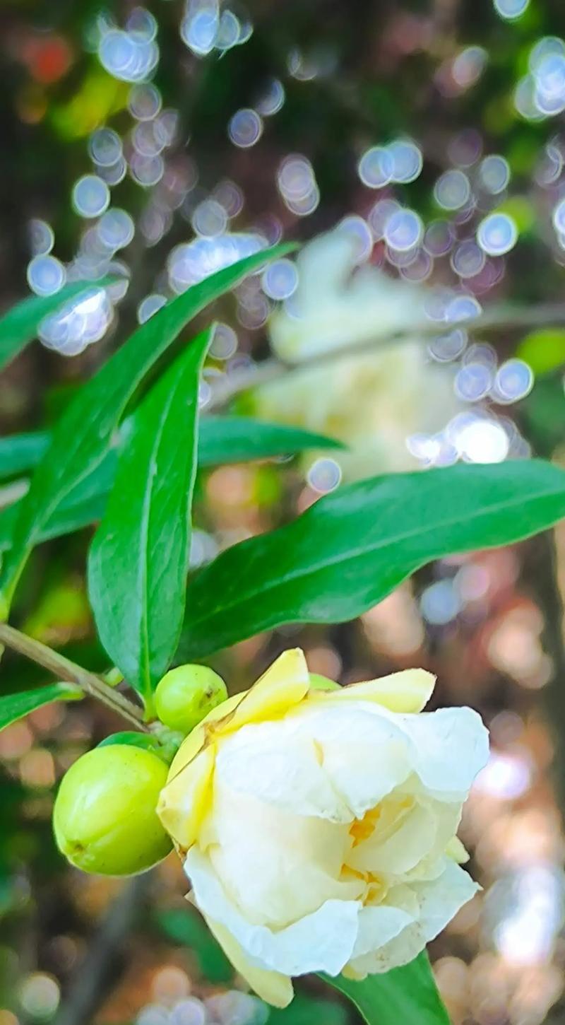 象征富贵的植物花有哪些？它们的花语是什么？