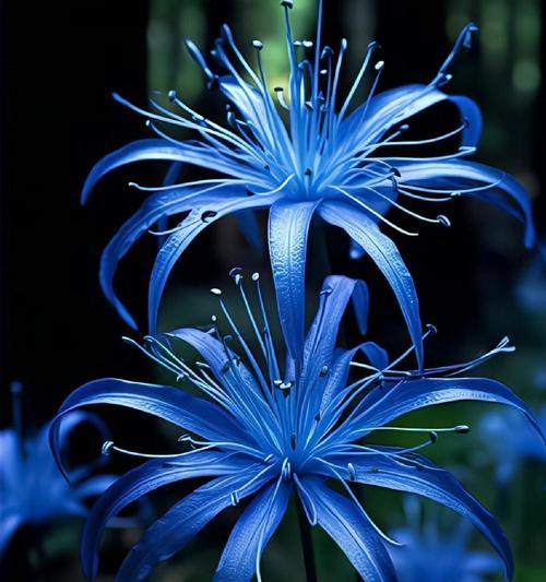 象征富贵的植物花有哪些？它们的花语是什么？