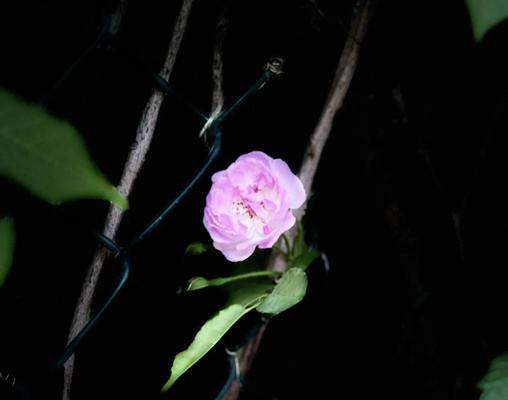 哪些花象征着晚年幸福？它们的寓意是什么？
