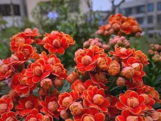 哪些花象征着晚年幸福？它们的寓意是什么？