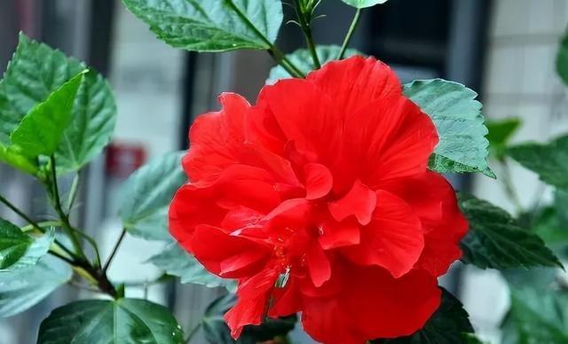 5种花，懂花的人不在家里养，会被嘲笑“没品位”