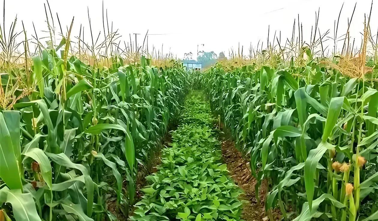 种玉米配4种菜，一地双收不浪费，超实用