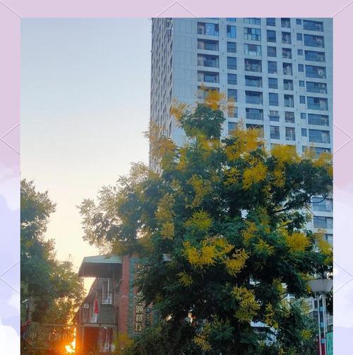 复羽叶栾树与栾树的区别（认识复羽叶栾树和栾树，让你不再混淆）