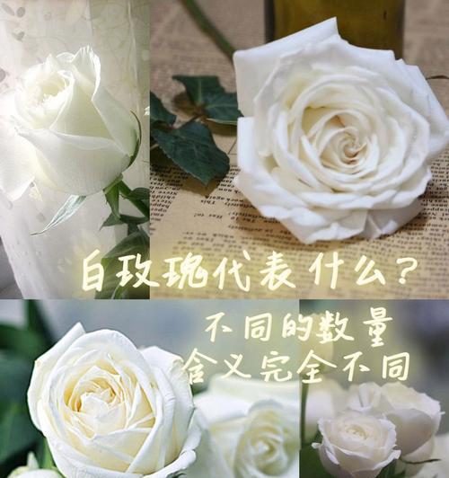 解读9朵白玫瑰的花语（9朵白玫瑰的含义和象征意义，传递你想说的话）